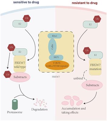 FBXW7 attenuates tumor drug resistance and enhances the efficacy of immunotherapy